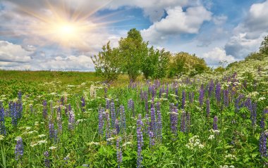 Parlak, parçalı bulutlu gökyüzünün altında canlı, mor, mavi ve pembe lupinler..