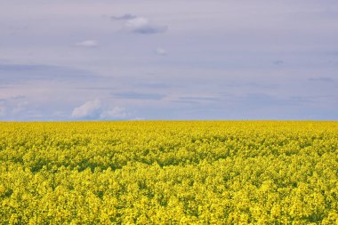 Pofuduk beyaz bulutları olan berrak mavi gökyüzünün altında canlı sarı bir kolza tohumu tarlası barındıran huzurlu bir manzara..