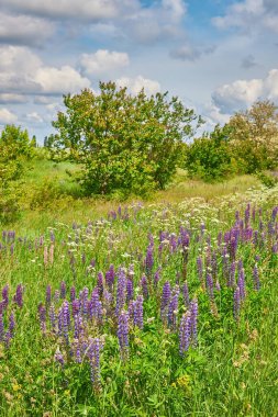 Parlak, parçalı bulutlu gökyüzünün altında canlı, mor, mavi ve pembe lupinler..