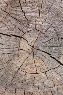 Bir ağaç kütüğünün yakın plan görüntüsü, karmaşık büyüme halkaları ve çatlakları ortaya çıkarır, güzel ve kırsal bir doku yaratır..