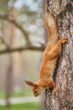 Bir kırmızı sincap (Sciurus vulgaris), muhtemelen alt tür ognevi, bir ağaç gövdesinden baş aşağı tırmanıyor. Bulanık arkaplan.