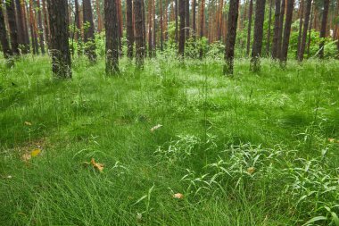 Bir çam ormanının zemininde büyüyen canlı yeşil sedir. Yumuşak, dağınık ışık.