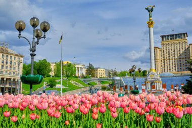 Ukrayna 'nın başkenti Kyiv' de bulunan Meydan Nezalezhnosti 'deki (Bağımsızlık Meydanı) Bağımsızlık Anıtı' nın (Independence Square) önünde çiçek açmış canlı pembe lalelerden bir yatak. Ukrayna Oteli de görünür..