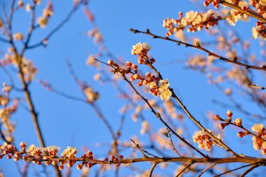 Kayısı çiçeklerinin tam çiçeklenme ve sıcak güneş ışığıyla yıkanma görüntüsü. Narin beyaz ve pembe taç yaprakları ve sarı pudingler açıkça görülebiliyor..