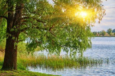 Huzurlu bir gölün kıyısında zarif, ağlayan bir söğüt ağacı duruyor..