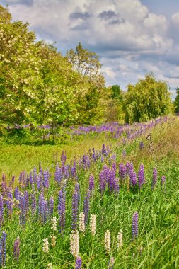 Parlak, parçalı bulutlu gökyüzünün altında canlı, mor, mavi ve pembe lupinler..