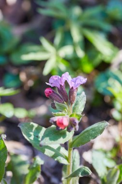 Pulmonaria (Akciğer otu) çiçeklerinin yakın çekimi narin güzelliklerini ve pembe 'den mor' ya eşsiz renk geçişlerini gözler önüne seriyor..