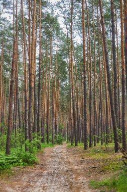Uzun, güneşli bir çam ormanında kirli bir patika esiyor. Yeşil yapraklar yolu çiziyor..