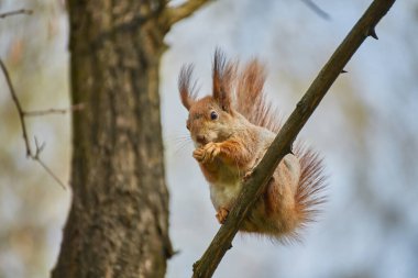Bir kırmızı sincap (Sciurus vulgaris), muhtemelen alt tür olan ognevi, bir ağaç dalına tünemiş ve yemek yemektedir. Bulanık, bulutlu arkaplan.