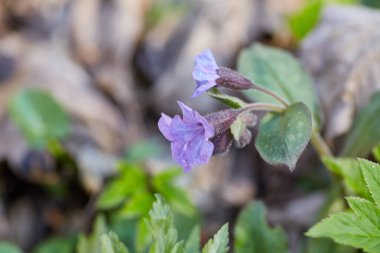 Pulmonaria (Akciğer otu) çiçeklerinin yakın çekimi narin güzelliklerini ve pembe 'den mor' ya eşsiz renk geçişlerini gözler önüne seriyor..