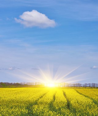 Canlı sarı bir kolza tohumu tarlası ufka doğru uzanır parlak mavi bir gökyüzünün altında tek bir kabarık bulutla.