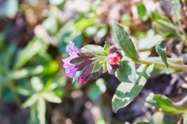 Pulmonaria (Akciğer otu) çiçeklerinin yakın çekimi narin güzelliklerini ve pembe 'den mor' ya eşsiz renk geçişlerini gözler önüne seriyor..
