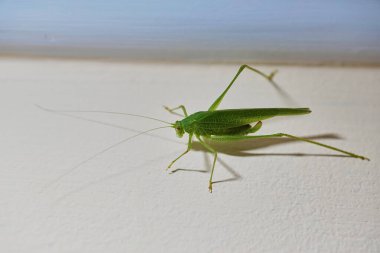 Yeşil çalılık cırcırböceği, Phaneroptera ya da Tettigonia türü, beyaz bir yüzeyde. Uzun antenler ve bacaklar görünür..