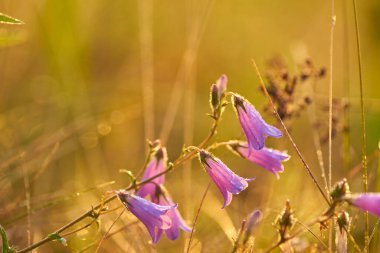Su damlacıkları olan narin bir mor çan çiçeği, yumuşak bulanık altın arkaplanlı, rüya gibi bir atmosfer yaratarak yakın plan çekilir..