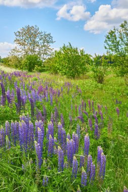 Parlak, parçalı bulutlu gökyüzünün altında canlı, mor, mavi ve pembe lupinler..