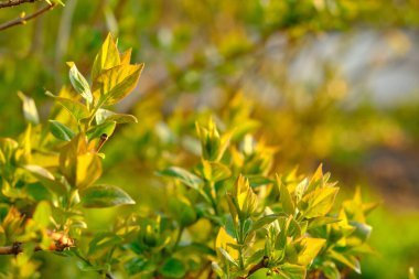 Bahar güneşinin altında yeni yeşil yapraklar açılıyor. Yapraklar büyük ihtimalle yaban mersini ya da Privet 'e ait, ancak görüntüden kesin olarak saptamak zor..