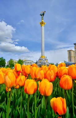 Ukrayna 'nın başkenti Kyiv' de bulunan Meydan Nezalezhnosti 'deki (Bağımsızlık Meydanı) Bağımsızlık Anıtı' nın önünde turuncu lalelerden oluşan canlı bir yatak çiçek açıyor..