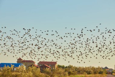 Büyük bir sığırcık sürüsü bir köy üzerinde uçuyor, altında evler ve ağaçlar görünüyor..