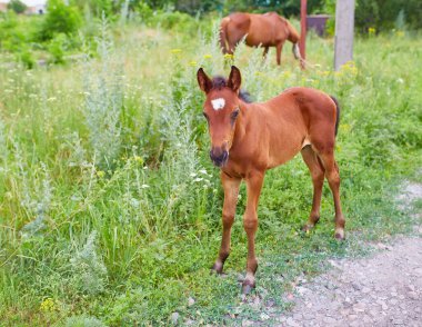 Beyaz alevli genç bir tay yeşil bir tarlada duruyor, arkasında da bulanık yetişkin bir at var..