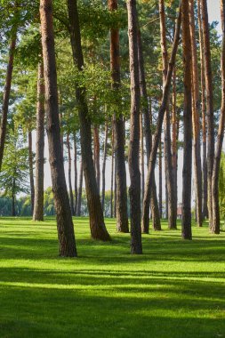 Parktaki ya da ormandaki yüksek çam ağaçlarıyla çevrili canlı yeşil, çimenli bir açıklık..