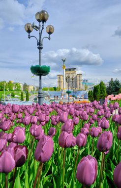 Ukrayna 'nın başkenti Kyiv' de bulunan Meydan Nezalezhnosti 'deki Ukrayna Oteli' nin (Independence Square) önünde çiçek açan mor lalelerden oluşan canlı bir yatak. Dekoratif bir sokak lambası ön planda görünür..