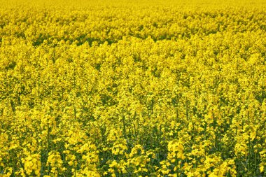 Canlı sarı bir kolza tohumu tarlasının yakın plan görüntüsü çiçek açmış, yoğun narin çiçek kümelerini sergiliyor.