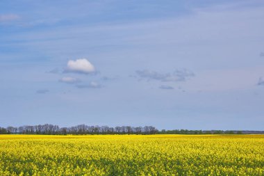 Canlı sarı bir kolza tohumu tarlası ufka doğru uzanır parlak mavi bir gökyüzünün altında kabarık bulutlarla..