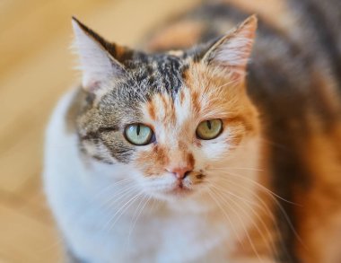 Doğrudan kameraya bakan yeşil gözlü üç renkli bir kedinin yakın plan portresi. Kedi, turuncu ve siyah kürklü beyaz bir göğüs ve yüze sahiptir..