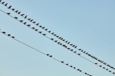 Çok sayıda sığırcık açık mavi gökyüzüne karşı çoklu güç hatlarına tünemiş..