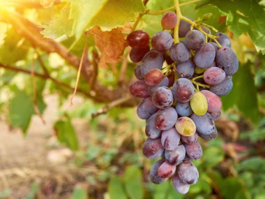 Sarmaşıkta sallanan, yeşil yapraklar ve toprağın bulanık arka planına sahip olgun üzümlere yakın plan..