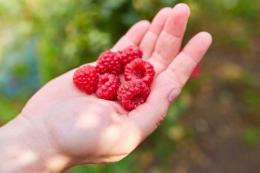 Bulanık yeşil arka planda birkaç taze kırmızı ahududu tutan bir elin yakın çekimi.