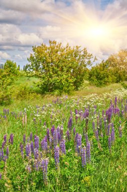Canlı mor ve mavi lupinlerle dolu, güneş ışığıyla yıkanmış bir tarla. Arka planda uzun ağaçlar.