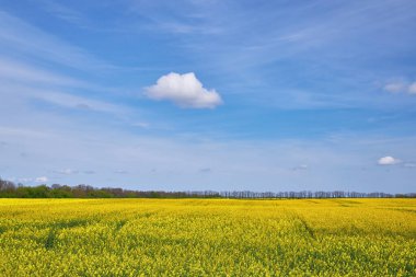 Canlı sarı bir kolza tohumu tarlası ufka doğru uzanır parlak mavi bir gökyüzünün altında tek bir kabarık bulutla.