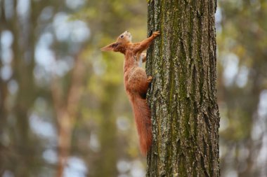 Bir kırmızı sincap (Sciurus vulgaris), muhtemelen alt tür ognevi, bir ağaç gövdesinden baş aşağı tırmanıyor. Bulanık arkaplan.