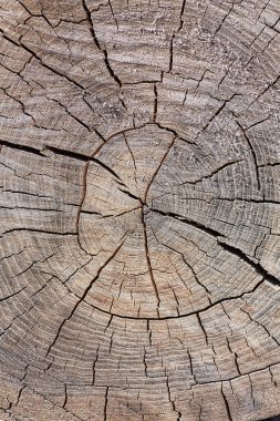 Yeşil bitkiler ve düşen yapraklarla çevrili, belirgin büyüme halkaları ve çatlakları olan yıpranmış bir ağaç kütüğü..