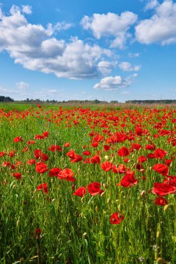 Canlı kırmızı gelincikler, dinamik bir mavi gökyüzünün altında, beyaz, kabarık bulutlarla çiçek açıyor..