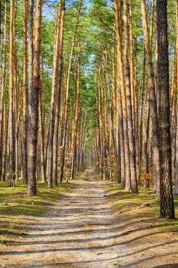 Düz bir yol, ağaç gövdelerini ve orman zeminini aydınlatan güneş ışığıyla uzun, yoğun bir çam ormanına çıkar..