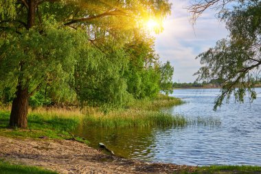 Huzurlu bir gölün kıyısında zarif, ağlayan bir söğüt ağacı duruyor..