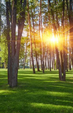 Parktaki ya da ormandaki yüksek çam ağaçlarıyla çevrili canlı yeşil, çimenli bir açıklık..