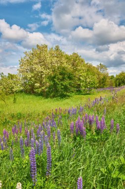 Parlak, parçalı bulutlu gökyüzünün altında canlı, mor, mavi ve pembe lupinler..