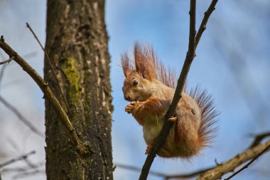 Bir kırmızı sincap (Sciurus vulgaris), muhtemelen bir ağaç dalına tünemiş ve fındık yiyordur. Bulanık arkaplan.