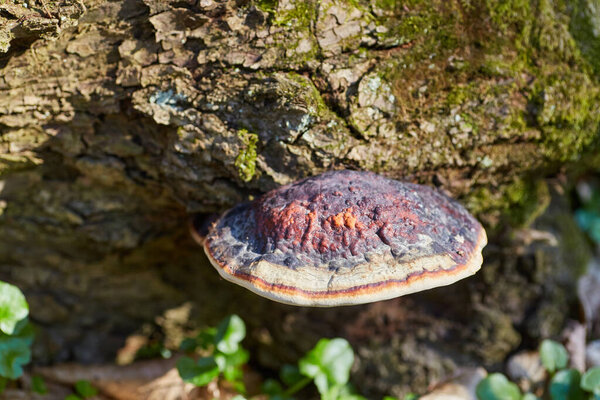 A vibrant Red-Belted Conk fungus (Fomitopsis pinicola) grows on a moss-covered tree trunk.