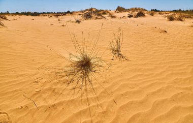 Artemisia monosperma, Ammophila breviligulata veya Spinifex gibi seyrek çöl bitkilerinin bulunduğu kum tepeleri. Kumda dalgalanmalar. Açık mavi gökyüzü.