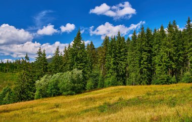 Parlak mavi gökyüzünün altında, beyaz kümülüs bulutlarıyla dolu, sık ve yeşil bir ormanın sınırında uzanan çayırlık bir yamaçtan oluşan güneşli dağ manzarası. Yaz ıssız sahnesi.