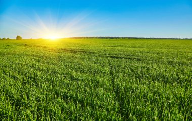 Açık mavi gökyüzünün altında ufuk çizgisine uzanan yeşil buğday sıraları olan geniş bir tarım alanı. İlkbaharda kırsal manzara.