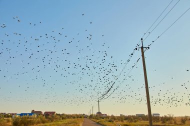 Sığırcıklar ve muhtemelen diğer türler de dahil olmak üzere büyük bir kuş sürüsü, kullanım kabloları üzerine tünemiş ve mavi gökyüzüne karşı uçuyor, arka planda elektrik direği ve çatıları var..