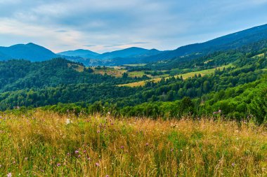 Renkli kır çiçekleri ve otlarla dolu yüksek bir dağ çayırından manzara. Katmanlı orman tepeleri ve uzak mesafeler bulutlu bir gökyüzünün altında görülebilir..