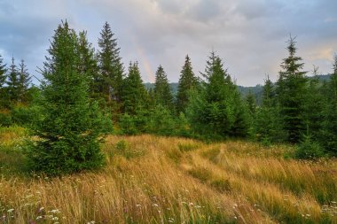 Kuru çimler ve kır çiçekleriyle dağdaki çayır, bulutlu gri gökyüzünün altında soluk gökkuşağı segmentinin yer aldığı sık ve yeşil bir ormana çıkar. Doğal manzara..