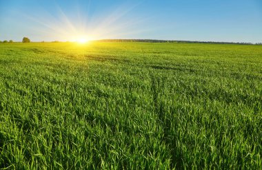 Açık mavi gökyüzünün altında ufuk çizgisine uzanan yeşil buğday sıraları olan geniş bir tarım alanı. İlkbaharda kırsal manzara.