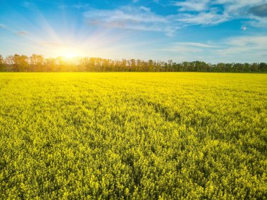 Canlı sarı bir kolza tohumu (kanola) tarlası üzerinde hava aracı görüntüsü. Mavi bulutlu gökyüzünün altında orman sınırı olan geniş bir tarım arazisi..